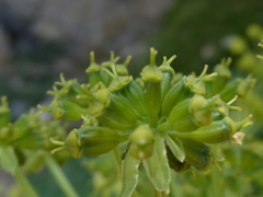 Molopospermum peloponnesiacum