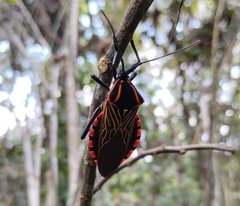 Pachylis pharaonis