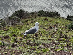 Larus michahellis atlantis
