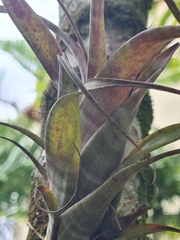 Tillandsia flexuosa