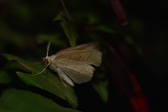Syncirsodes primata