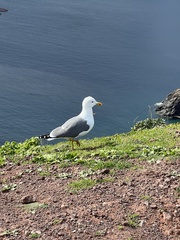 Larus michahellis atlantis