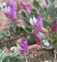 Astragalus calycosus monophyllidius