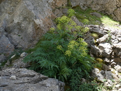 Molopospermum peloponnesiacum