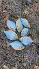 Pygopristis denticulata