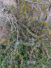 Berberis trifoliolata