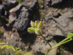 Torilis leptophylla