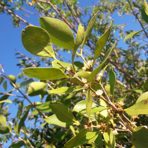 Eugenia uruguayensis (Eugenia uruguayensis)