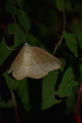 Syncirsodes primata