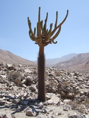 Browningia candelaris