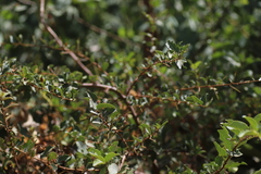 Maytenus arbutifolia