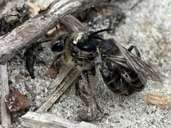 Andrena bradleyi