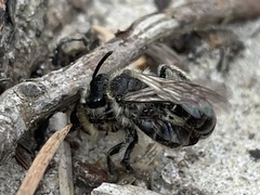 Andrena bradleyi