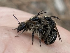 Andrena bradleyi