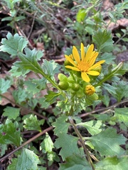 Packera glabella