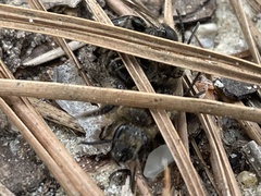 Andrena bradleyi