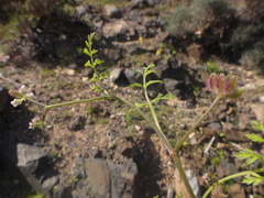 Torilis leptophylla