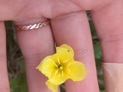 Oenothera laciniata