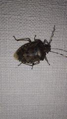 Rhaphigaster nebulosa