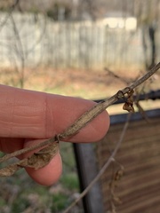 Neolasioptera perfoliata