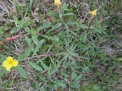 Oenothera laciniata