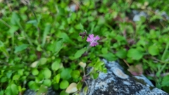 Silene aegyptiaca