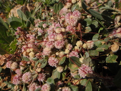 Cuscuta planiflora