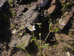 Arenaria conimbricensis