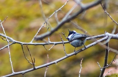 Periparus ater melanolophus