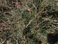 Asparagus pastorianus image