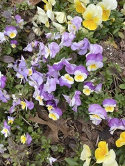 Viola tricolor