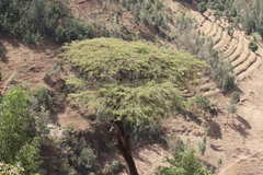 Vachellia