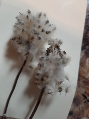 Anemone cylindrica
