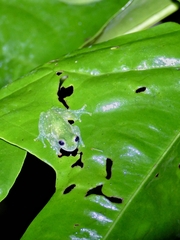 Teratohyla pulverata