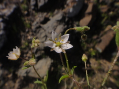 Arenaria conimbricensis