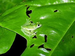 Teratohyla pulverata