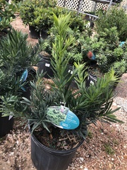 Podocarpus macrophyllus