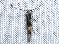 Cosmopterix