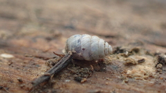 Pupilloidea