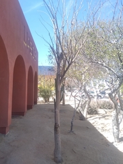 Erythrina flabelliformis