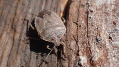 Hymenarcys nervosa