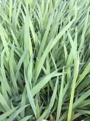 Hemerocallis fulva