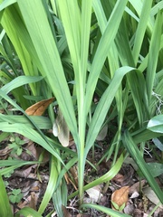 Hemerocallis fulva