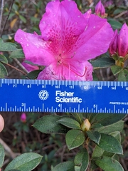 Rhododendron indicum