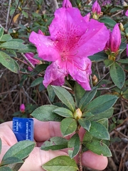 Rhododendron indicum