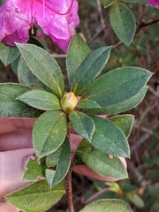 Rhododendron indicum