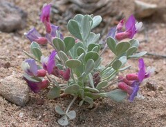 Astragalus calycosus monophyllidius