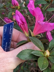 Rhododendron indicum