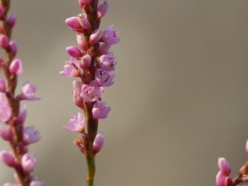 Persicaria glabra iNat (1)