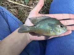 Lepomis aquilensis